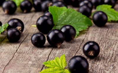 PREVIENI NATURALMENTE LE ALLERGIE CON IL RIBES NERO